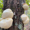 Lion's Mane Mushroom: The Fungus of Immortality