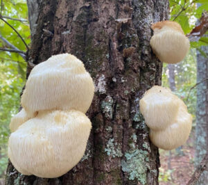 Lion's Mane Mushroom: The Fungus of Immortality