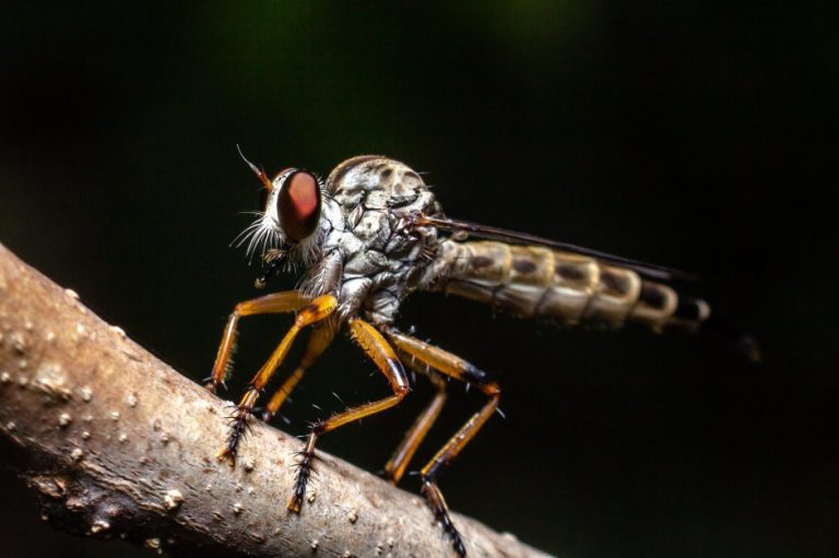 Mosquito Behavior & Disease - a Deadly Connection